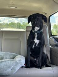 Reunited Male Dog last seen Mint hill founders park, Charlotte, NC 28227