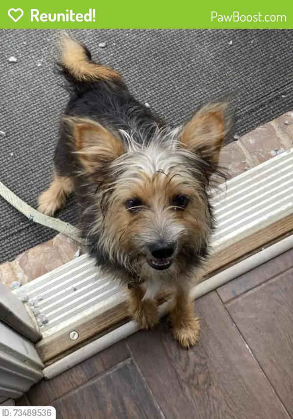 Reunited Male Dog last seen Dallas acworth highway, Somerset drive, Paulding County, GA 30132