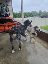 Found/Stray Male Dog last seen Freezer Locker Road, Hudson, NC 28638