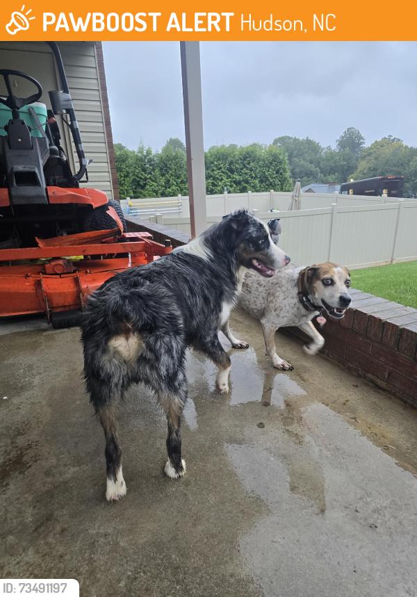 Found/Stray Male Dog last seen Freezer Locker Road, Hudson, NC 28638