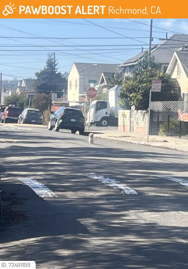 Found/Stray Unknown Dog last seen 4th and Chanslor, Richmond, CA 94801
