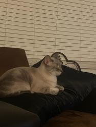 Reunited Male Cat last seen Park and Lester, Tucson, AZ 85719