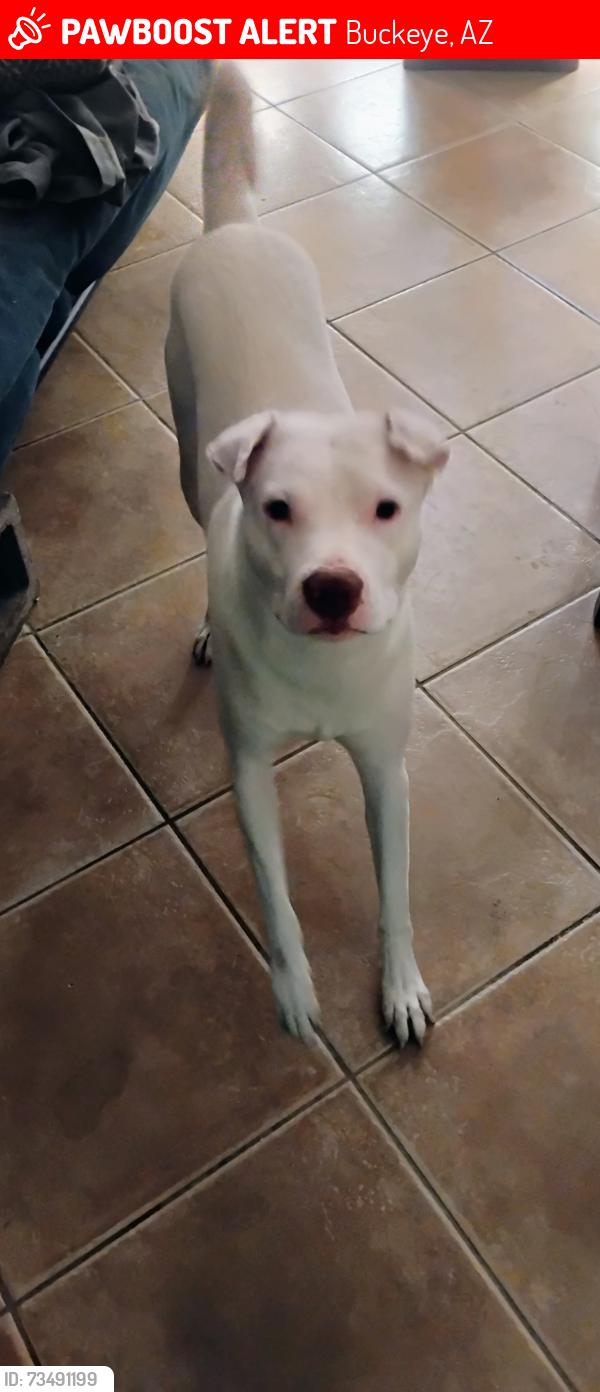 Lost Male Dog last seen Sundance pkwy, Buckeye, AZ 85326
