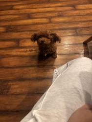 Lost Female Dog last seen Tropical breeze way, Hudson, FL 34669