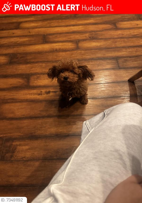 Lost Female Dog last seen Tropical breeze way, Hudson, FL 34669