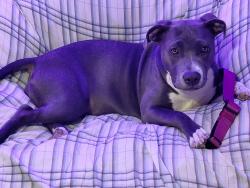 Lost Female Dog last seen Espanola @ marble, Albuquerque, NM 87110