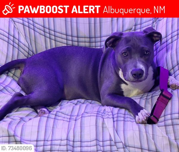 Lost Female Dog last seen Espanola @ marble, Albuquerque, NM 87110