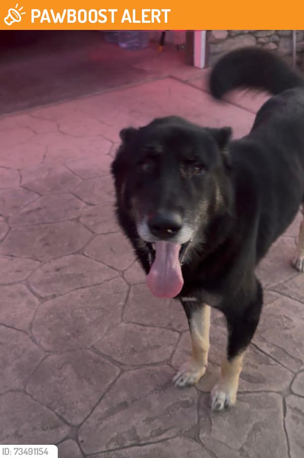 Found/Stray Unknown Dog last seen Butler and Locan, Southeast Growth Area, CA 93737