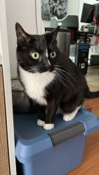 Reunited Female Cat last seen North McCadden Place, by Highland and Fountain intersection, Los Angeles, CA 90046