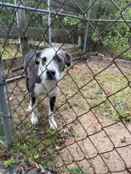 Found/Stray Female Dog last seen Rosser-Pittman rd. And McNeil rd., Harnett County, NC 28368
