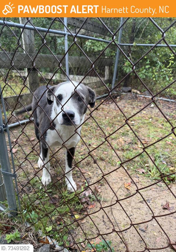 Found/Stray Female Dog last seen Rosser-Pittman rd. And McNeil rd., Harnett County, NC 28368