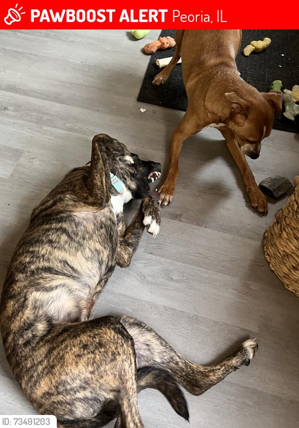 Lost Male Dog last seen Near n el vista ave, Peoria, IL 61604