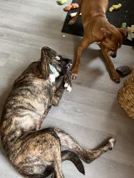 Lost Male Dog last seen Near n el vista ave, Peoria, IL 61604