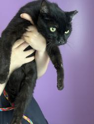 Shelter Stray Male Cat last seen Near E Kensington Avenue, SALT LAKE CITY, UT, 84115, 511 W 3900 S, Salt Lake City, UT 84123, USA