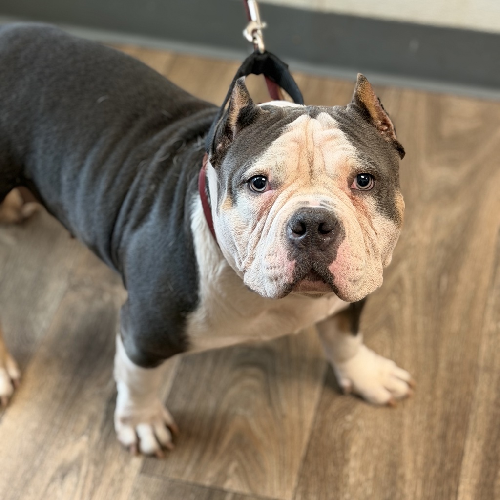 Shelter Stray Female Dog last seen Near Morena Boulevard, San Diego, CA, 92110, 5500 Gaines St, San Diego, CA 92110, USA