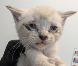 Shelter Stray Male Cat last seen Division ST, San Diego, CA, 92113, 5500 Gaines St, San Diego, CA 92110, USA