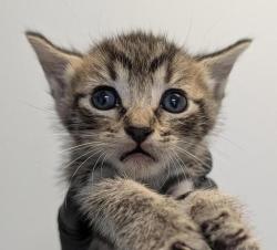 Shelter Stray Female Cat last seen Division ST, San Diego, CA, 92113, 5500 Gaines St, San Diego, CA 92110, USA
