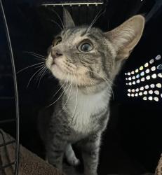 Shelter Stray Female Cat last seen Boston Avenue, San Diego, CA, 92113, 5500 Gaines St, San Diego, CA 92110, USA