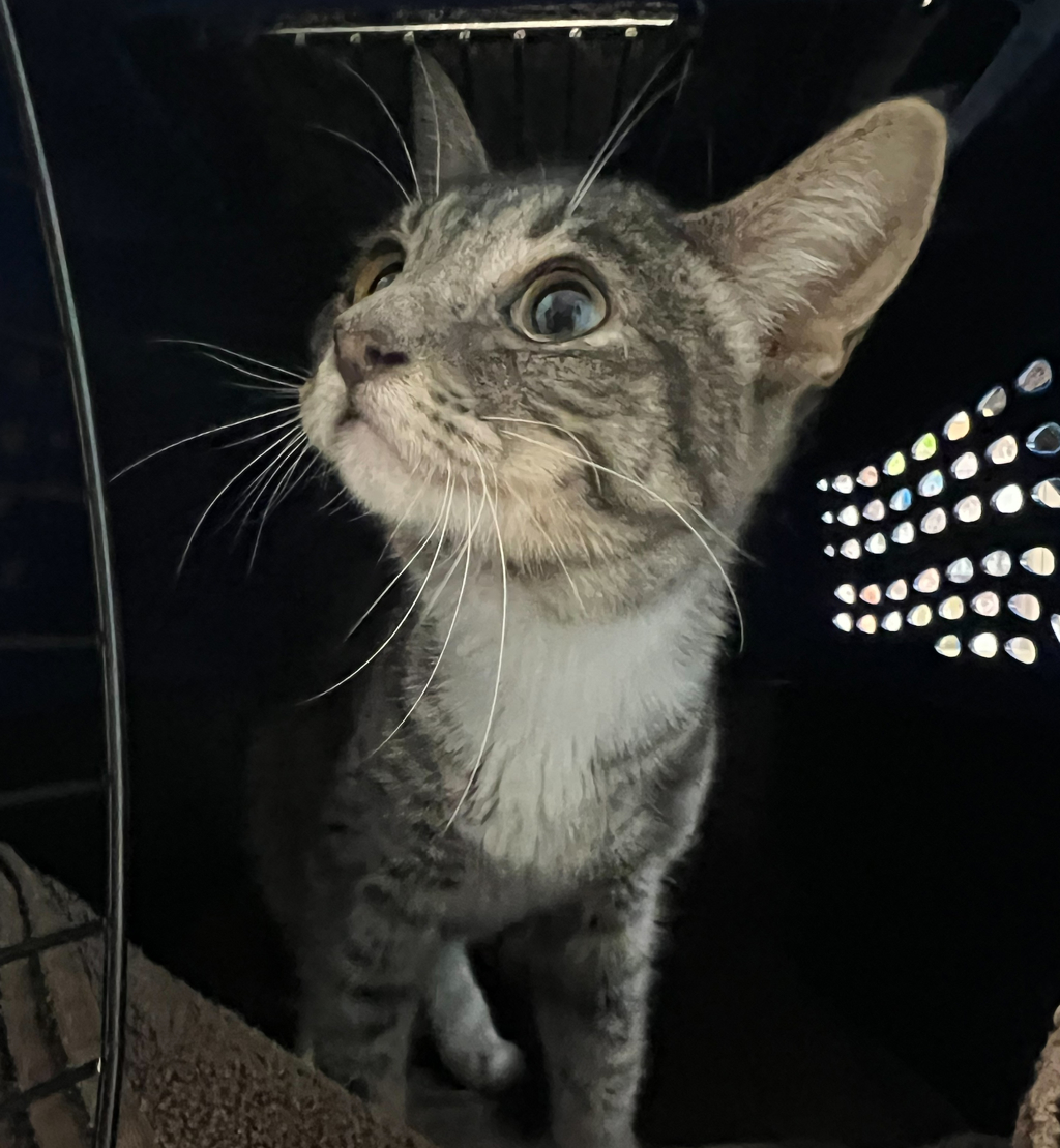 Shelter Stray Female Cat last seen Boston Avenue, San Diego, CA, 92113, 5500 Gaines St, San Diego, CA 92110, USA