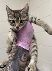 Shelter Stray Male Cat last seen Near Emerald Avenue, El Cajon, CA, 92020, El Cajon, CA 92020, USA
