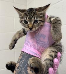 Shelter Stray Female Cat last seen Near Emerald Avenue, El Cajon, CA, 92020, El Cajon, CA 92020, USA