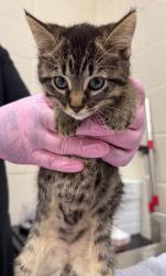 Shelter Stray Female Cat last seen Near Emerald Avenue, El Cajon, CA, 92020, El Cajon, CA 92020, USA