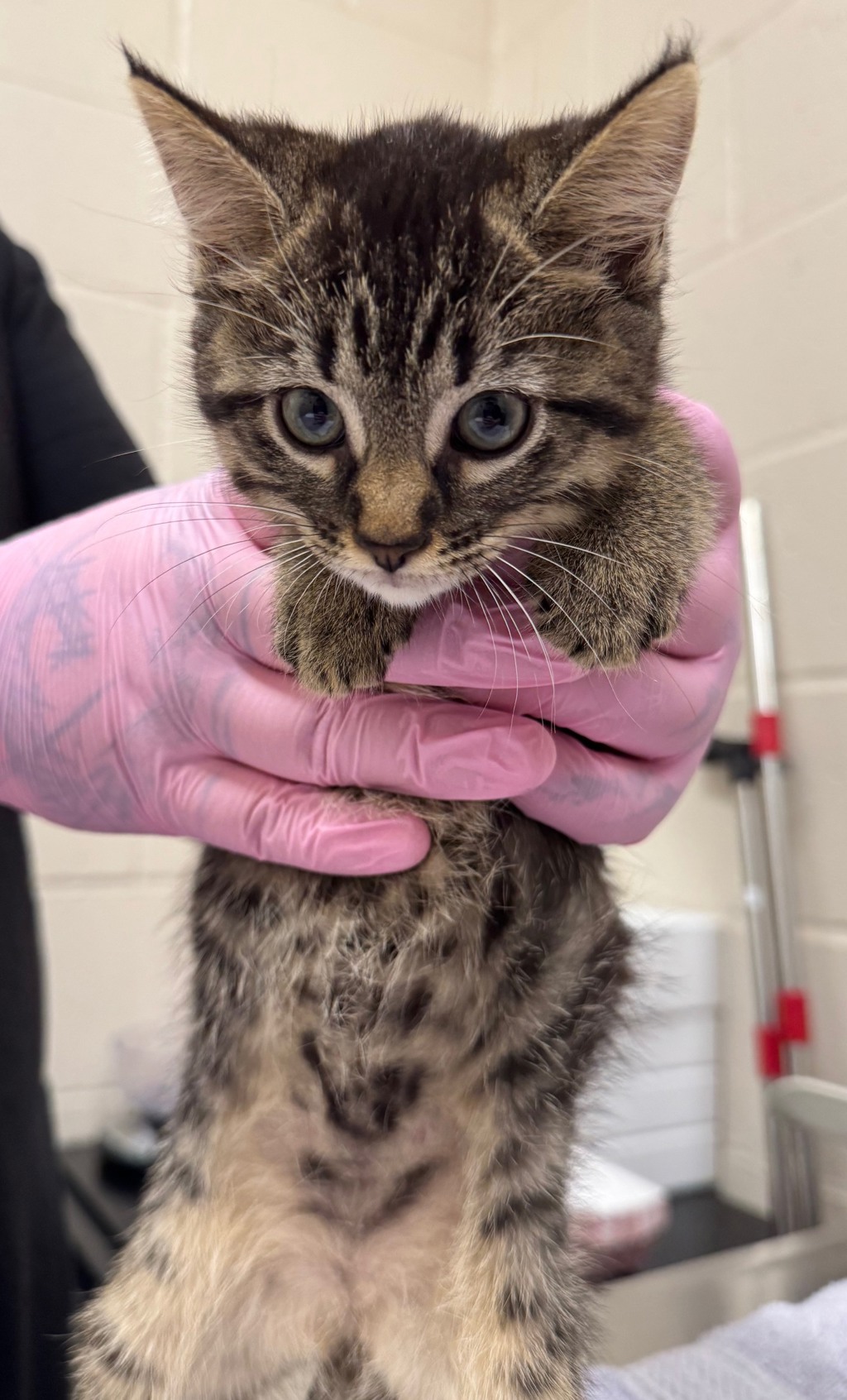 Shelter Stray Female Cat last seen Near Emerald Avenue, El Cajon, CA, 92020, El Cajon, CA 92020, USA