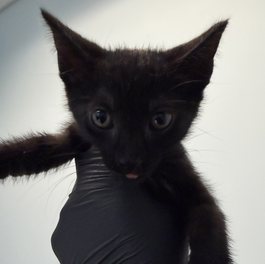 Shelter Stray Female Cat last seen Near Highland Avenue, San Diego, CA, 92115, 5500 Gaines St, San Diego, CA 92110, USA