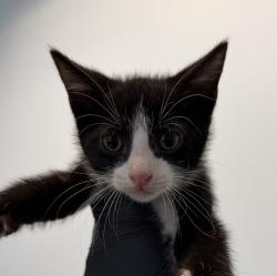 Shelter Stray Male Cat last seen Near Highland Avenue, San Diego, CA, 92115, 5500 Gaines St, San Diego, CA 92110, USA
