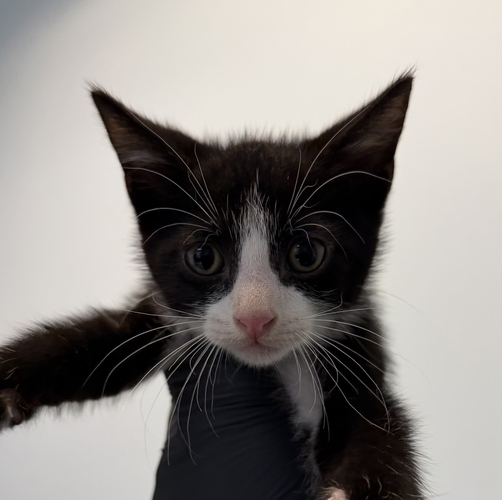 Shelter Stray Male Cat last seen Near Highland Avenue, San Diego, CA, 92115, 5500 Gaines St, San Diego, CA 92110, USA