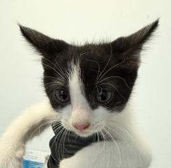 Shelter Stray Male Cat last seen Near Highland Avenue, San Diego, CA, 92115, 5500 Gaines St, San Diego, CA 92110, USA