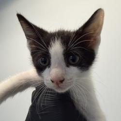 Shelter Stray Male Cat last seen Near Highland Avenue, San Diego, CA, 92115, 5500 Gaines St, San Diego, CA 92110, USA