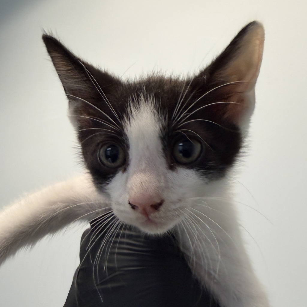 Shelter Stray Male Cat last seen Near Highland Avenue, San Diego, CA, 92115, 5500 Gaines St, San Diego, CA 92110, USA