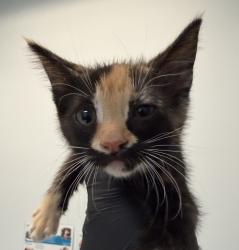 Shelter Stray Female Cat last seen Near Highland Avenue, San Diego, CA, 92115, 5500 Gaines St, San Diego, CA 92110, USA