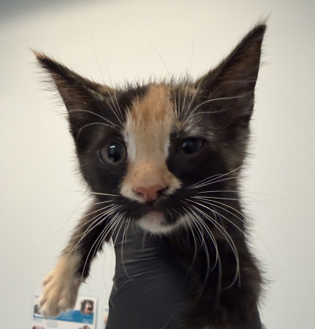 Shelter Stray Female Cat last seen Near Highland Avenue, San Diego, CA, 92115, 5500 Gaines St, San Diego, CA 92110, USA