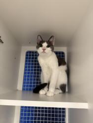 Lost Male Cat last seen Ivey Glenn Neighborhood, Oceanside, CA 92057