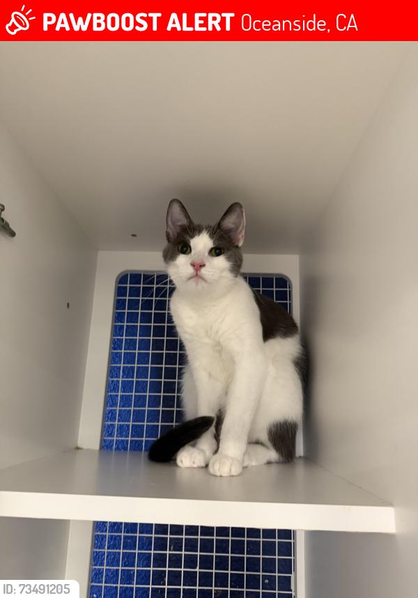 Lost Male Cat last seen Ivey Glenn Neighborhood, Oceanside, CA 92057