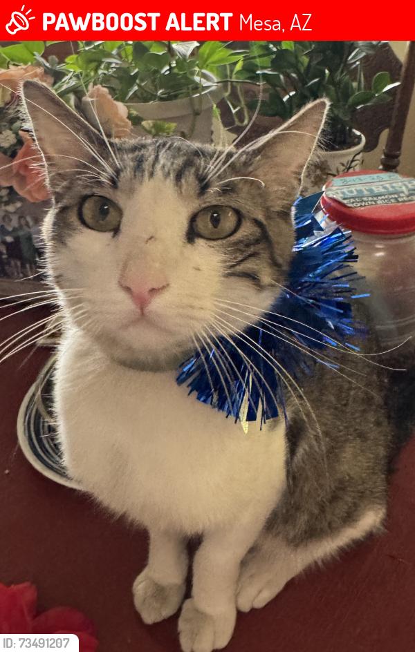 Lost Male Cat last seen Recker and Mckellips, Mesa, AZ 85205