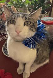 Lost Male Cat last seen Recker and Mckellips, Mesa, AZ 85205