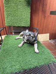 Reunited Male Dog last seen Near NW 7th st apt 2, Miami, FL 33172