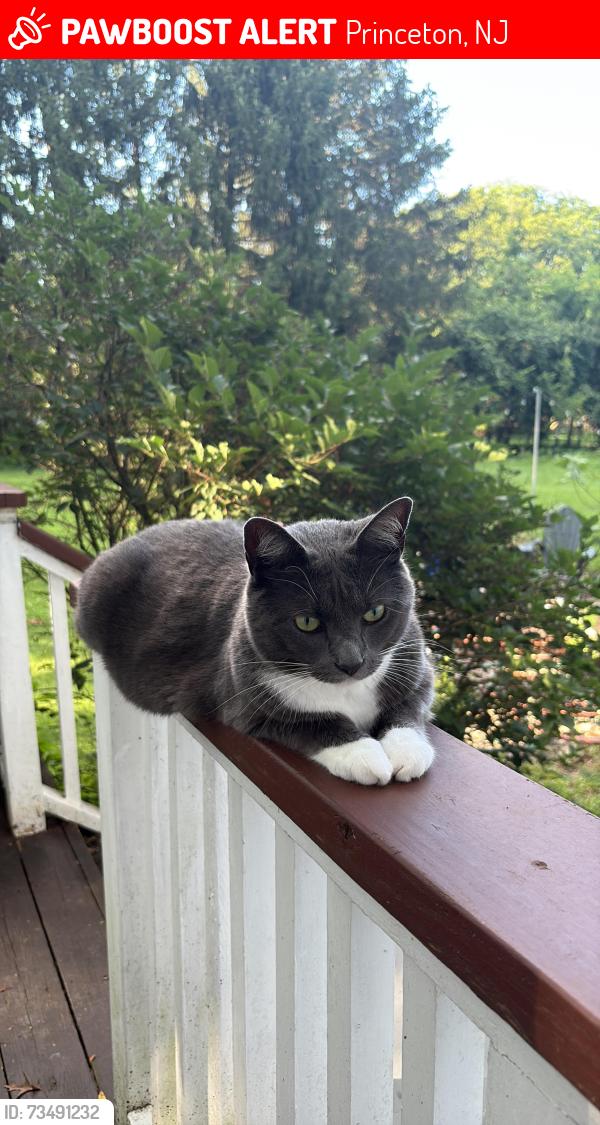 Lost Female Cat last seen Shady brook lane, Princeton, NJ 08540