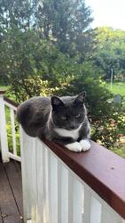 Lost Female Cat last seen Shady brook lane, Princeton, NJ 08540