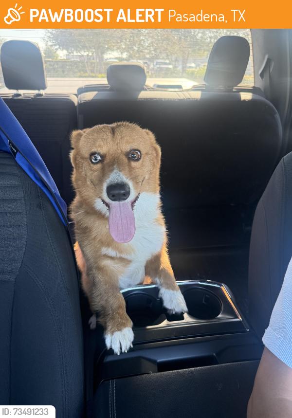 Found/Stray Male Dog last seen Near Burke and veterans stadium, Pasadena, TX 77502