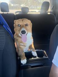 Found/Stray Male Dog last seen Near Burke and veterans stadium, Pasadena, TX 77502