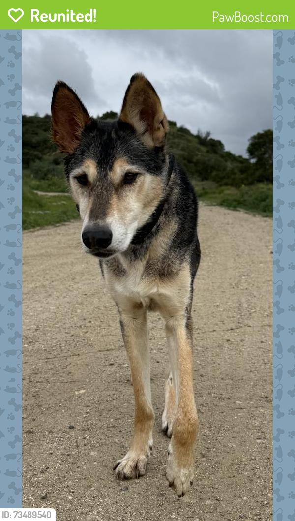 Reunited Male Dog last seen Patrician Way, Pasadena, CA 91105