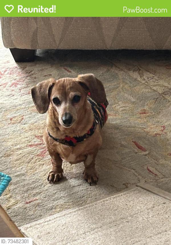 Reunited Female Dog last seen Robert’s Bend Lane and Highway 7, Columbia, TN 38401