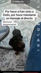 Reunited Male Dog last seen Near NW 190th St, Miami Gardens, FL 33055, USA, Miami Gardens, FL 33055