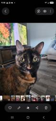 Reunited Female Cat last seen Fm758, New Braunfels, TX 78130