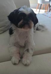 Reunited Female Dog last seen Delbert Road/17th, Columbus, OH 43219