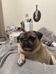 Reunited Male Dog last seen Near Timber Dr, Princeton, TX 75407, USA, Princeton, TX 75407